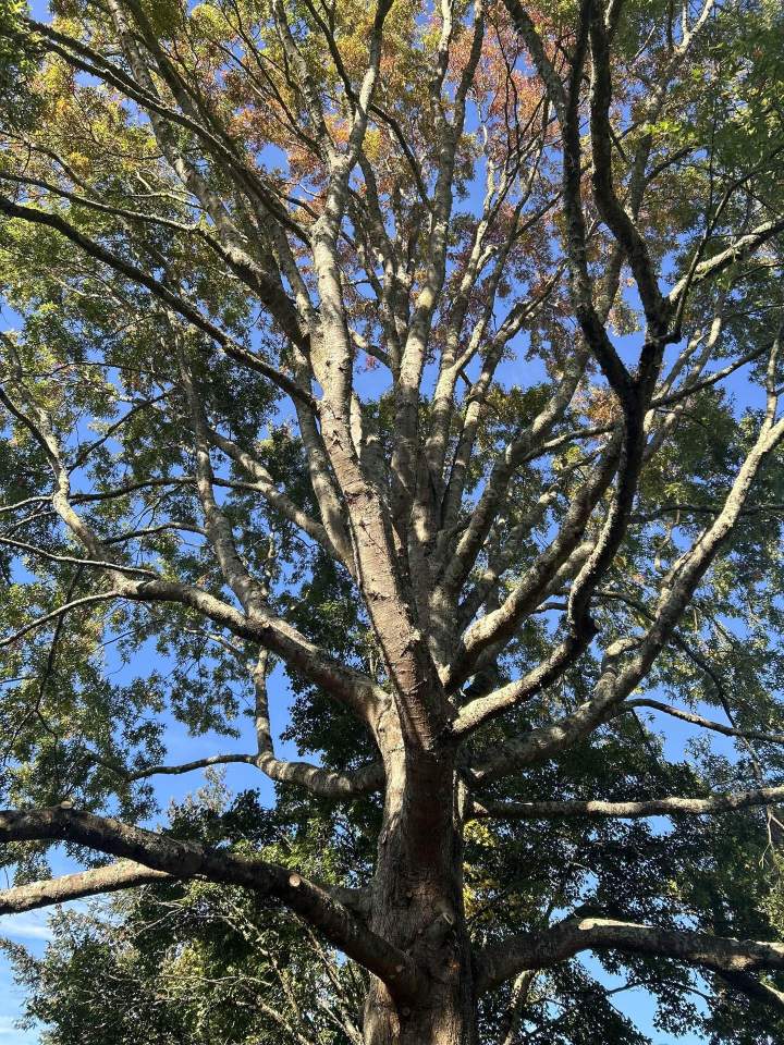 Soins aux arbres  Saint-Médard-en-Jalles
