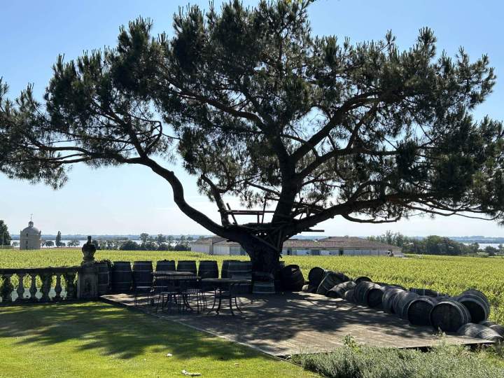 Dessouchage Saint-Médard-en-Jalles