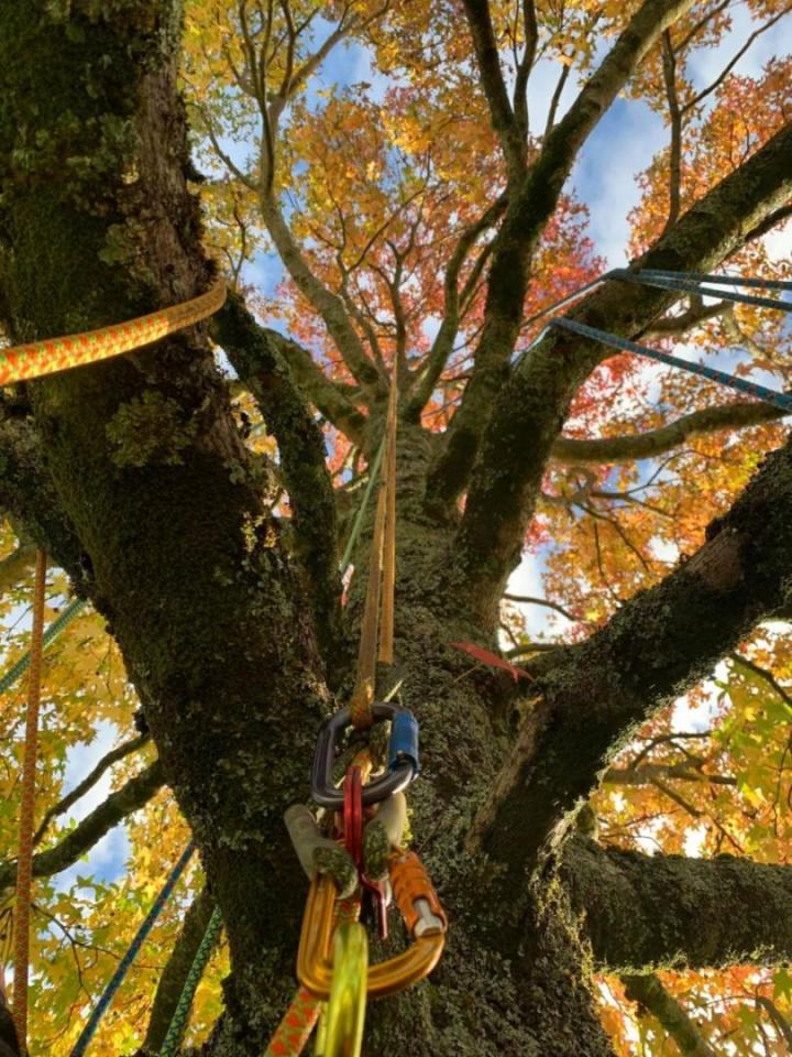 Abattage d'arbres Saint-Médard-en-Jalles