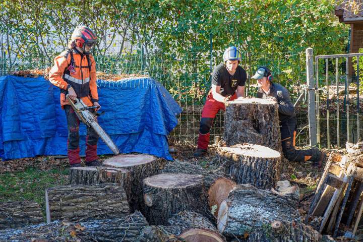 Abattage d'arbres Saint-Médard-en-Jalles