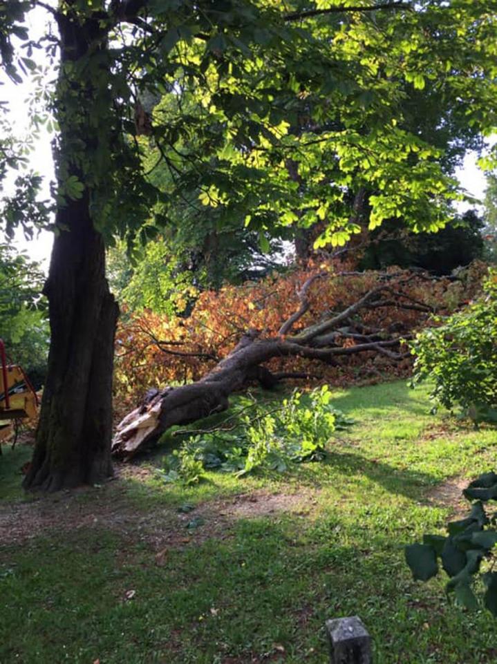 Abattage d'arbres Saint-Médard-en-Jalles