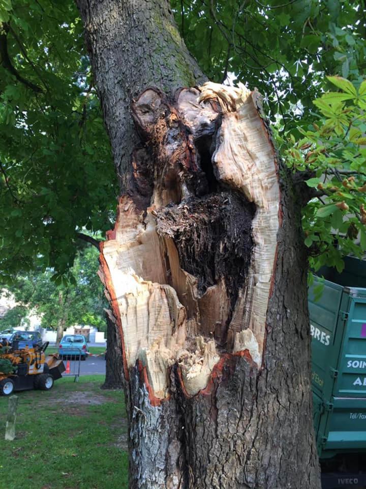 Enlèvement des souches  Saint-Médard-en-Jalles