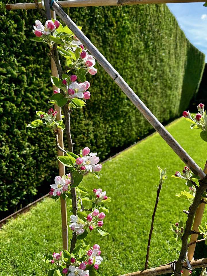 Taille de haie Saint-Médard-en-Jalles