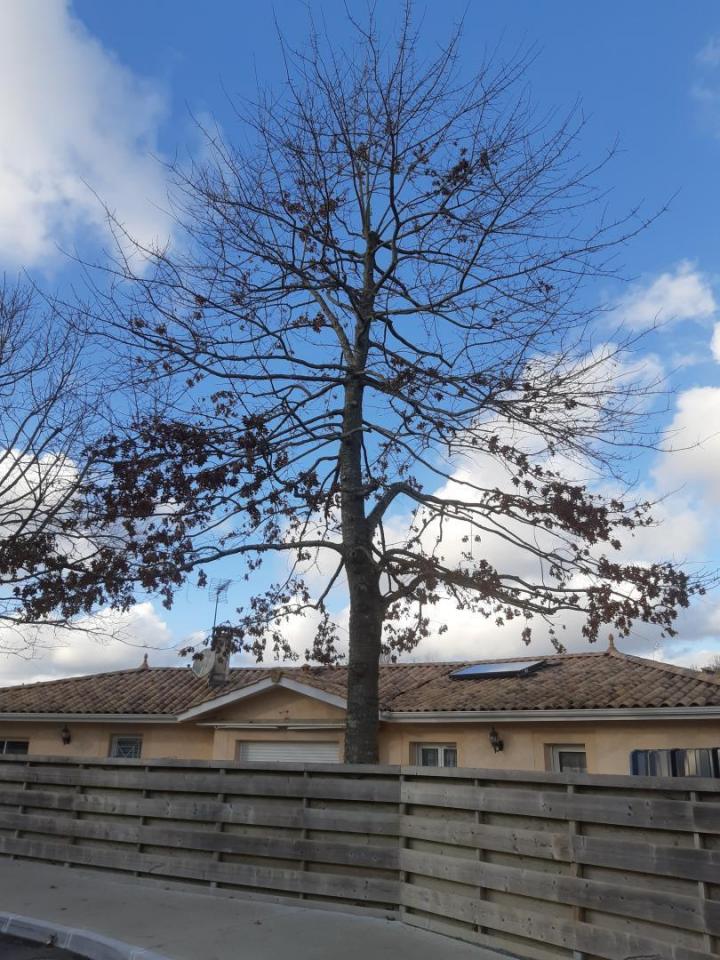 Élagage  Saint-Médard-en-Jalles