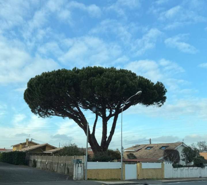 Abattage d'arbres Saint-Médard-en-Jalles