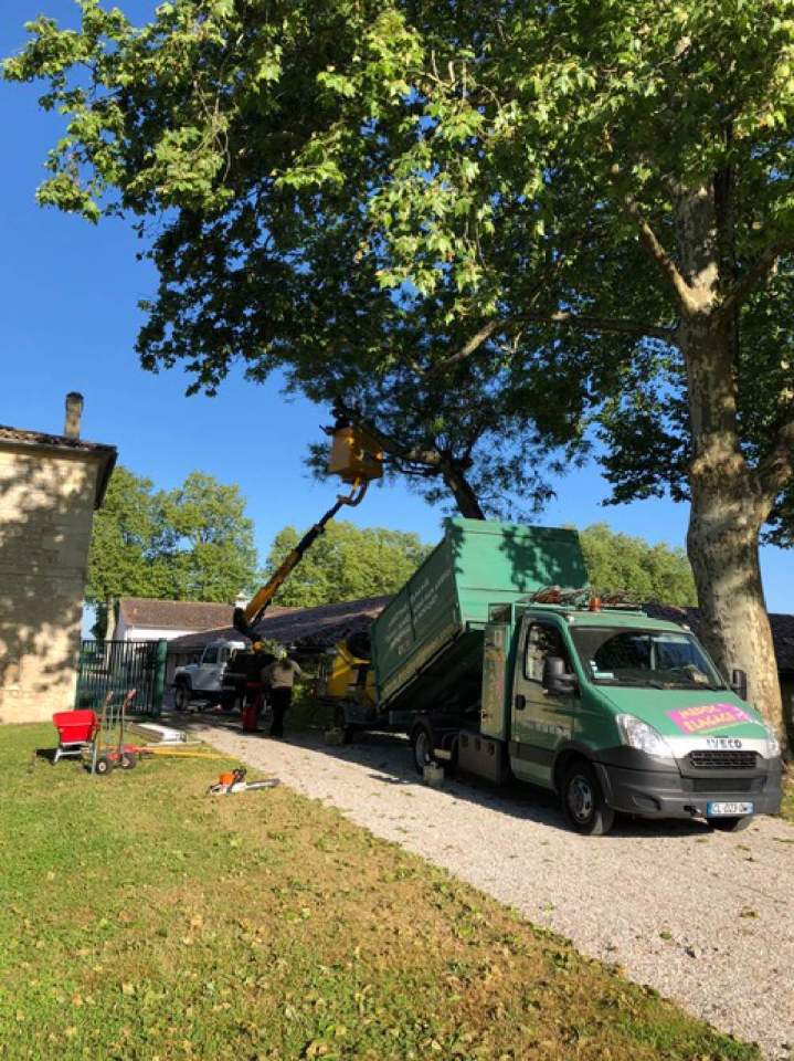 Faites appel à nous pour tailler les banches d’arbres.