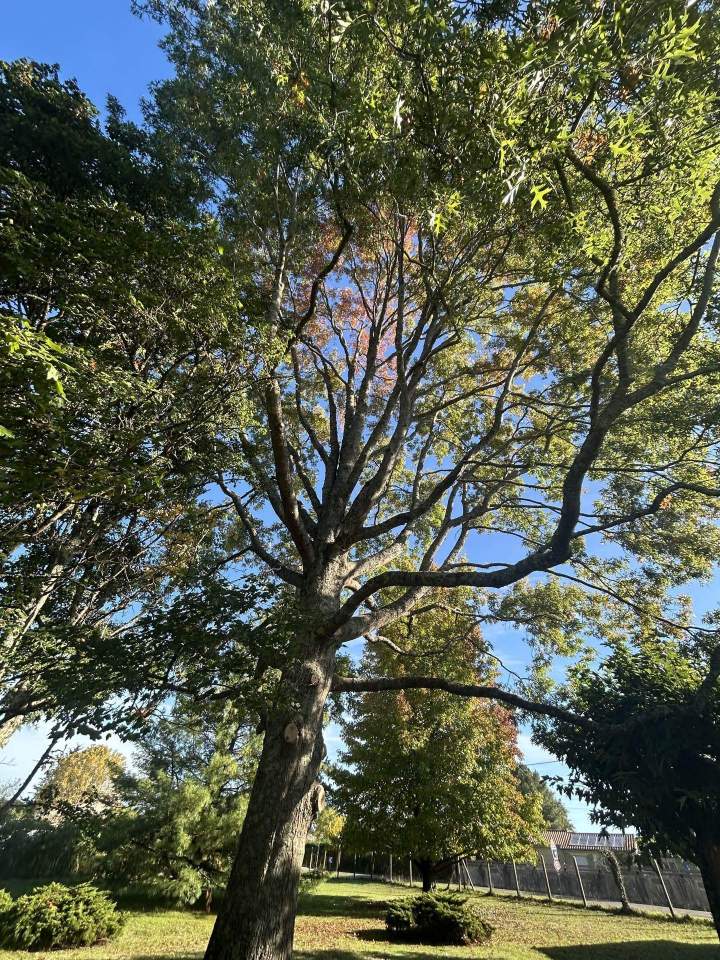 Élagage  Saint-Médard-en-Jalles