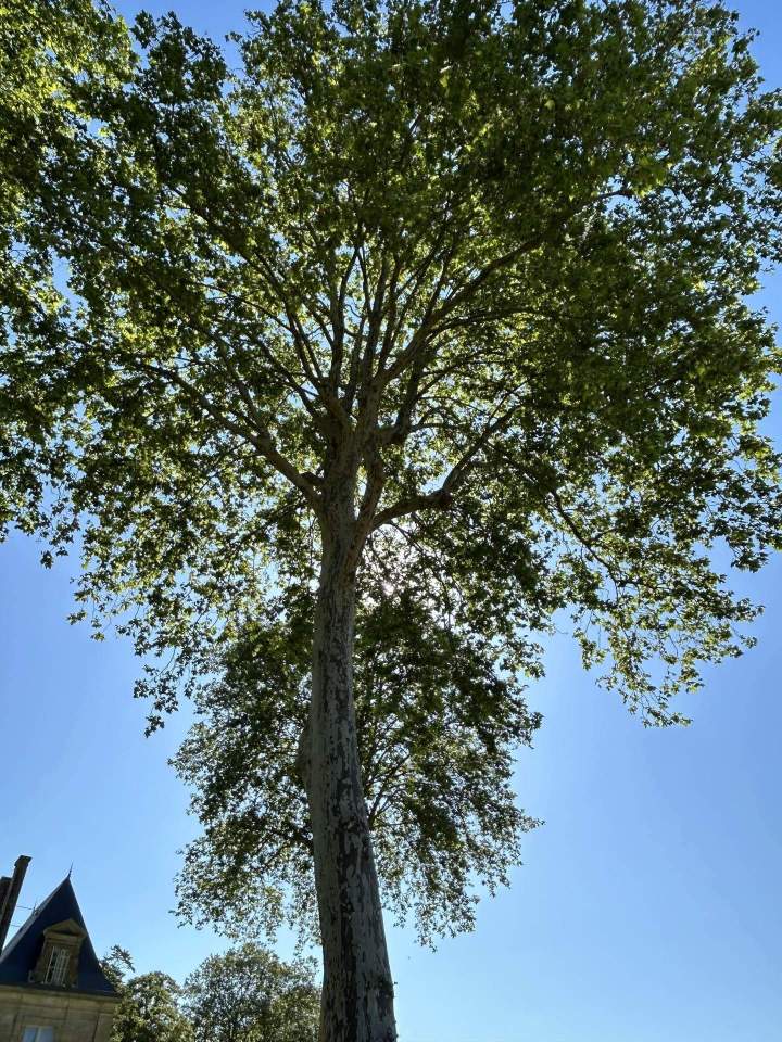 Élagage  Saint-Médard-en-Jalles