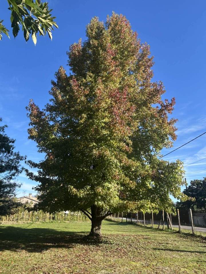 Enlèvement des souches  Saint-Médard-en-Jalles
