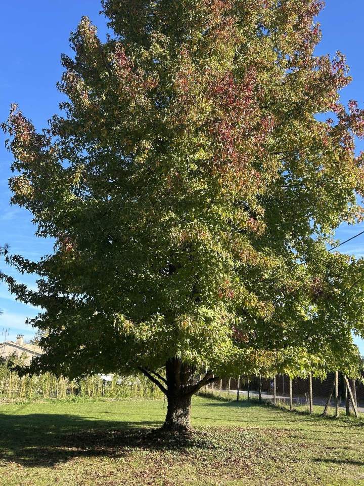 Élagage  Saint-Médard-en-Jalles